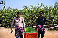 Organic Farming at Organelle Farms: Cultivating Health and Sustainability