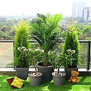 Buy Popular Outdoor Plants for Gardening on Terrace online from Nurserylive at lowest price.