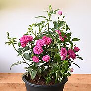 Buy Miniature Rose, Button Rose (Any Color) - Plant online from Nurserylive at lowest price.