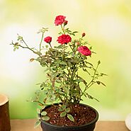 Buy Types of Roses online from Nurserylive at lowest price.