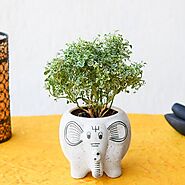 Buy Aralia Plants online from Nurserylive at lowest price.