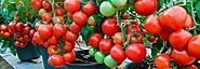 The Perfect Vegetable Calendar For Indian Terrain You Will Ever Come Across | Nurserylive
