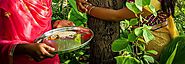 Top 20 Plants associated with God in Hindu Mythology | Nurserylive