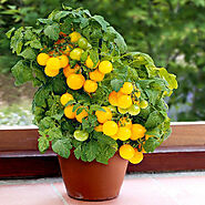 Buy Seeds online from Nurserylive at lowest price.