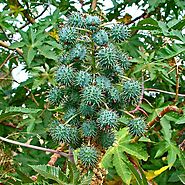 Buy Ricinus Communis, Castor Oil Plant, Arandi - 0.5 kg Seeds online from Nurserylive at lowest price.