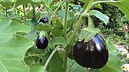 Your Ultimate Guide To Growing Organic Brinjals Is Here ! | Nurserylive