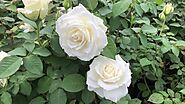 What does a white rose mean ? | Nurserylive