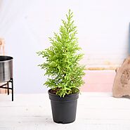 Buy Cypress Golden - Plant online from Nurserylive at lowest price.