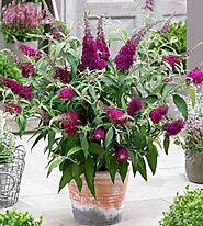 Buy Buddleia, Butterfly Bush - Plant online from Nurserylive at lowest price.
