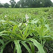 Buy Safed Musli online from Nurserylive at lowest price.