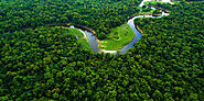 Mangroves in Karnataka: Estuaries of Kali, Sharavathi, and Nethravathi – Grow Billion Trees