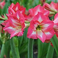 Buy Lily Plant online from Nurserylive at lowest price.