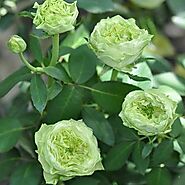 Buy Green Rose online from Nurserylive at lowest price.