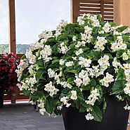 Buy Begonia Plants online from Nurserylive at lowest price.