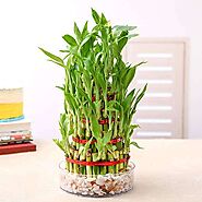 Buy Plants For Office online from Nurserylive at lowest price.