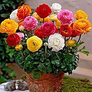 Buy Ranunculus Flower Bulbs online from Nurserylive at lowest price.