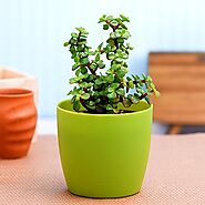 Buy Plants Review online from Nurserylive at lowest price.