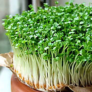 Buy Microgreen Seeds online from Nurserylive at lowest price.