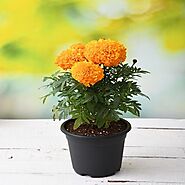 Buy All Season Flowering Plants online from Nurserylive at lowest price.