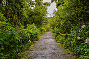 Miyawaki Forest in Karnataka