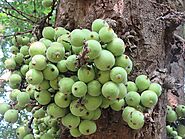 Indian Cork Fig: A Unique Treasure of Nature – Grow Billion Trees