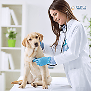 Work Placements for Certificate II in Animal Care: