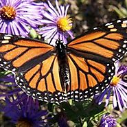 The Incredible Life of a Monarch Butterfly