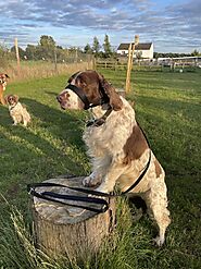 Dream Walker Head Collar For Dogs