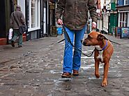 Training Lead Police Dog Style