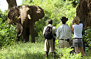 eloahtours and safaris,Tours, travels, Gorilla tracking, hotel booking