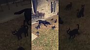 Dog Freezes When He Sees Black Cat Halloween Decorations