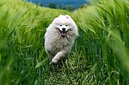 3. Samoyed