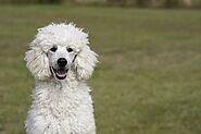 5. Poodle (Standard or Miniature)