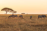 6-Day Tanzania Sharing Safari Tour Package