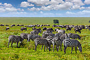 3-Day Tanzania Private Safari Tour Package