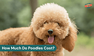 How Much Do Poodles Cost? A Guide to Poodle Prices by Size and Type