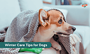 Essential Dog Winter Care Tips to Keep Your Pup Safe and Happy