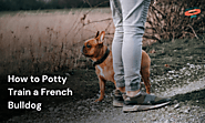 How to Potty Train a French Bulldog: A Step-by-Step Guide