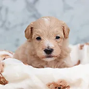 Puppies For Sale In Murfreesboro, TN | Happytail Puppies