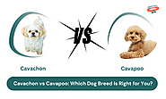 Cavachon vs Cavapoo: Which Dog Breed Is Right for You