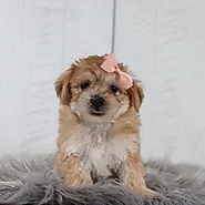 Puppies For Sale in Sacramento, CA | Happytail Puppies