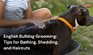 English Bulldog Grooming: Tips for Bathing, Shedding, and Haircuts