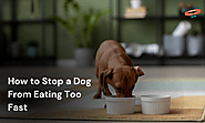 How to Stop a Dog From Eating Too Fast