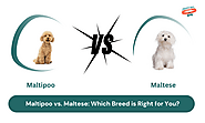 Maltipoo vs. Maltese: Which Breed is Right for You?