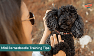 Mini Bernedoodle Training Tips: How to Train Your Smart Dog