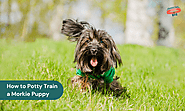 How to Potty Train a Morkie Puppy: A Step-by-Step Guide