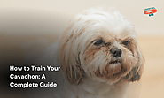 How to Train Your Cavachon: A Complete Guide