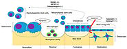 A Mini Review on Osteoporosis: From Biology to Pharmacological Management of Bone Loss