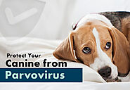 Essential Guide to Protecting Your Dog from Parvovirus!