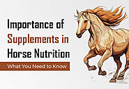 Importance of Supplements in Horse Nutrition: What You Need to Know